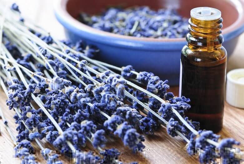 study-shows-that-lavender-oil-is-effective-as-anxiety-drugs-here-is-how