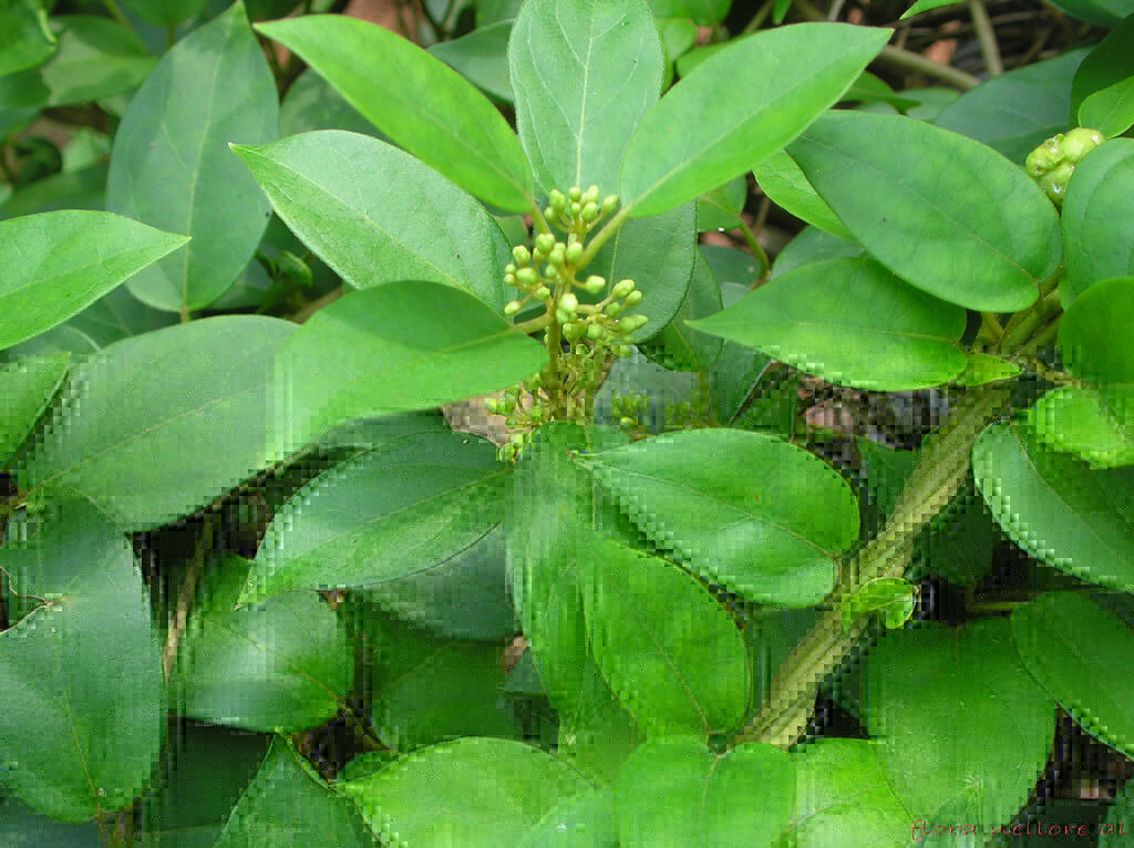 gymnema-sylvestre