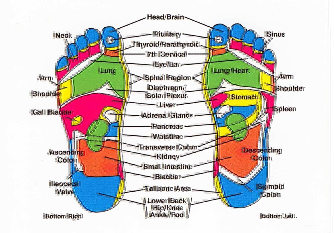 Foot Pain Diagram Bottom