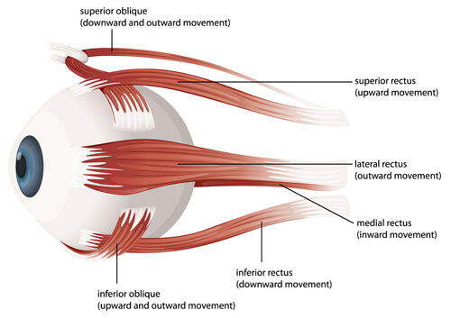 Illustration of the muscles of the human eye