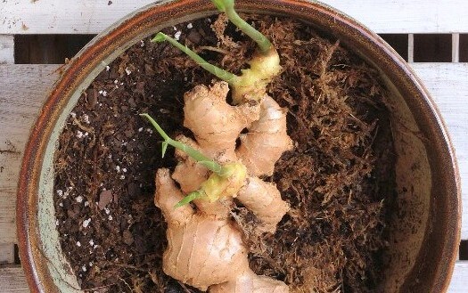 How To Grow Grocery Store Ginger