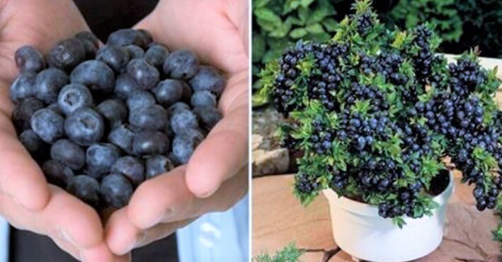 How To Growing A Huge Amount Of Blueberries In Your Garden