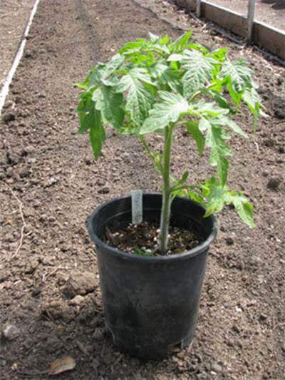 tomato-plant-002