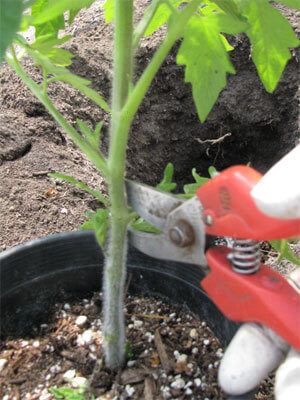 tomato-plant-008